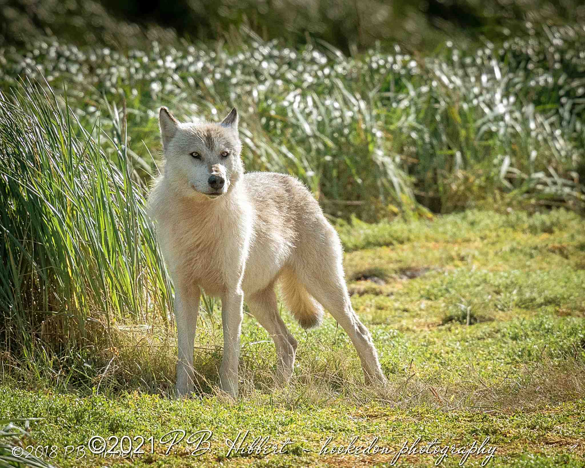 Beautiful%20White%20Wolf%2001