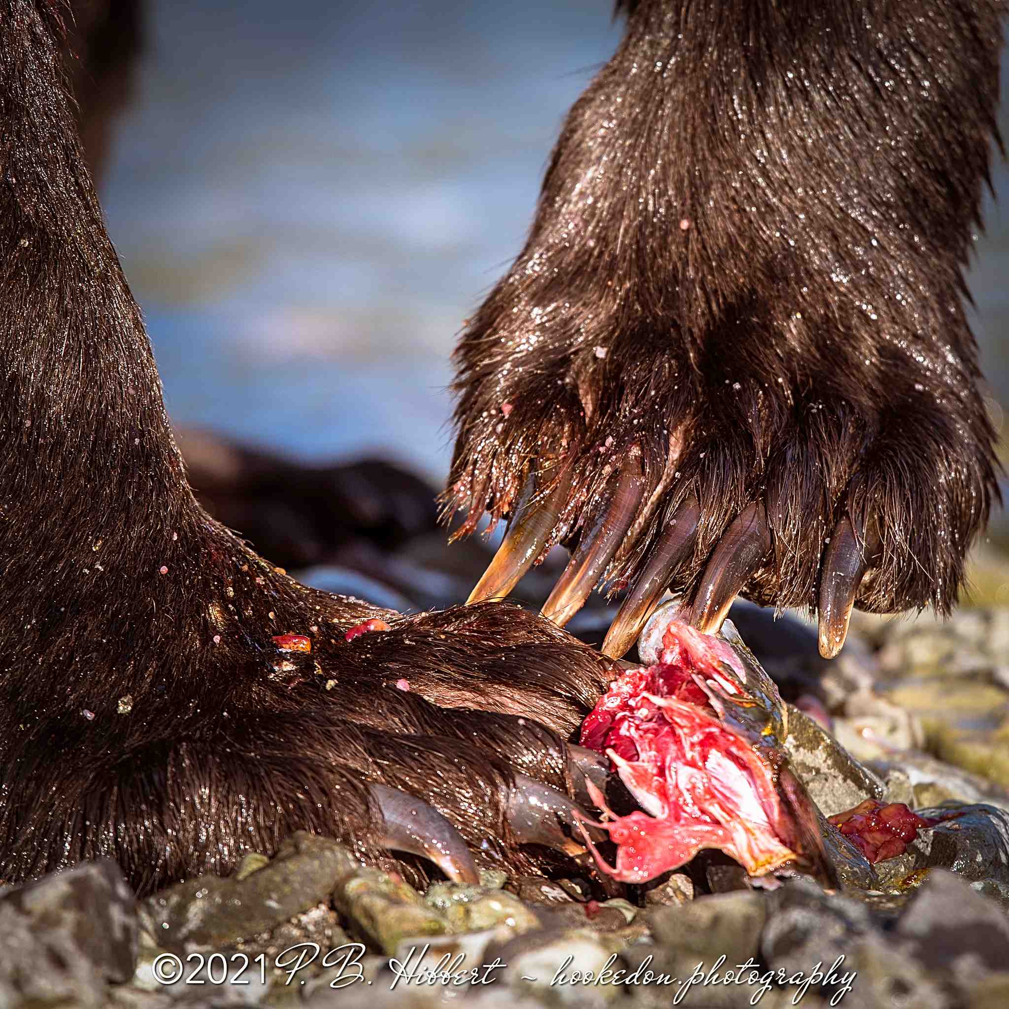 Brown_Bear_817452 Edit