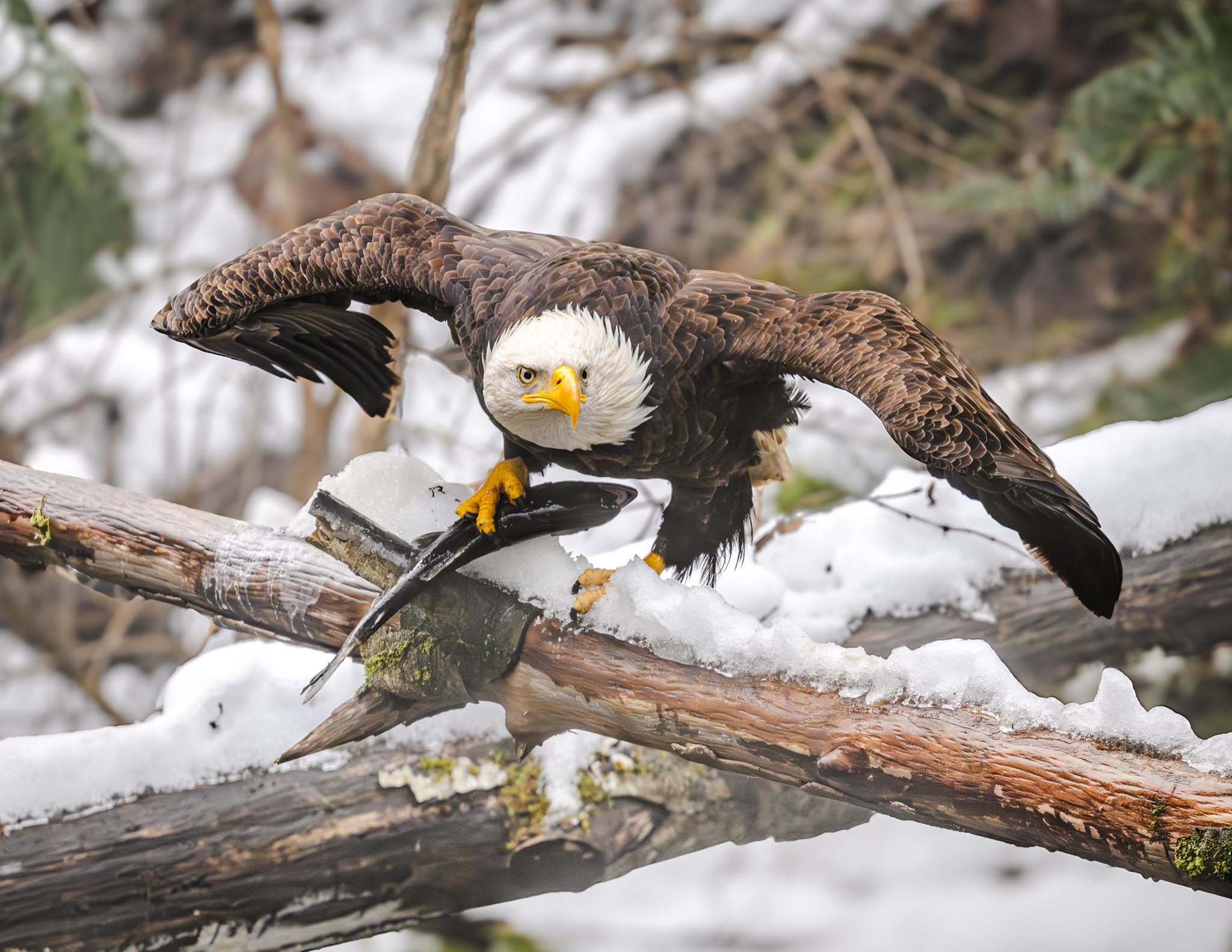 Bald Eagle with Salmon dinner